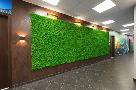 Фитостена из стабилизированного мха Green Level