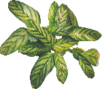 Калатея Flamestar от студии фитодизайна Green Level