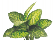 Диффенбахия Tropic Snow от студии фитодизайна Green Level