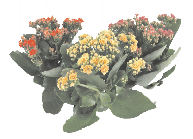 Каланхоэ Каландива от студии фитодизайна Green Level