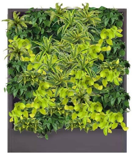 Лимонные цветовые сочетания растений в фитостенах Green Level