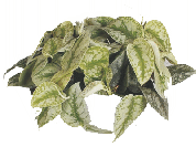 Сциндапсус Pictum Treby от студии фитодизайна Green Level