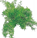 Аспарагус Шпренгера от студии фитодизайна Green Level