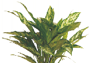 Аглаонема Silver Queen от студии фитодизайна Green Level