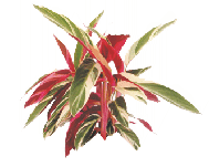 Строманта Triostar от студии фитодизайна Green Level