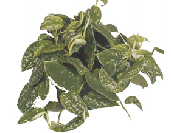 Сциндапсус ARGYRAEUS от студии фитодизайна Green Level