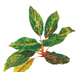 Аглаонема Red Diamond от студии фитодизайна Green Level