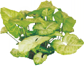 Сингониум White Butterfly от студии фитодизайна Green Level