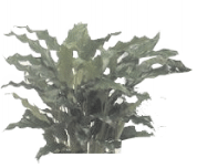 Каланхоэ Rufibarba Blue Grass от студии фитодизайна Green Level