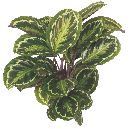 Калатея ShineStar от студии фитодизайна Green Level