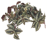 ТрадесканцияZebrina от студии фитодизайна Green Level