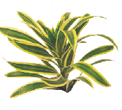 Драцена Lemon Lime от студии фитодизайна Green Level