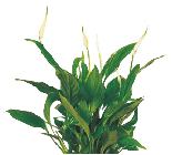 Спатифиллум Bellini от студии фитодизайна Green Level