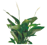 Спатифиллум Lima от студии фитодизайна Green Level