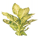 Диффенбахия Mars от студии фитодизайна Green Level