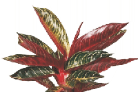 Аглаонема Butterfly от студии фитодизайна Green Level