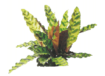 Калатея Lancifolia от студии фитодизайна Green Level