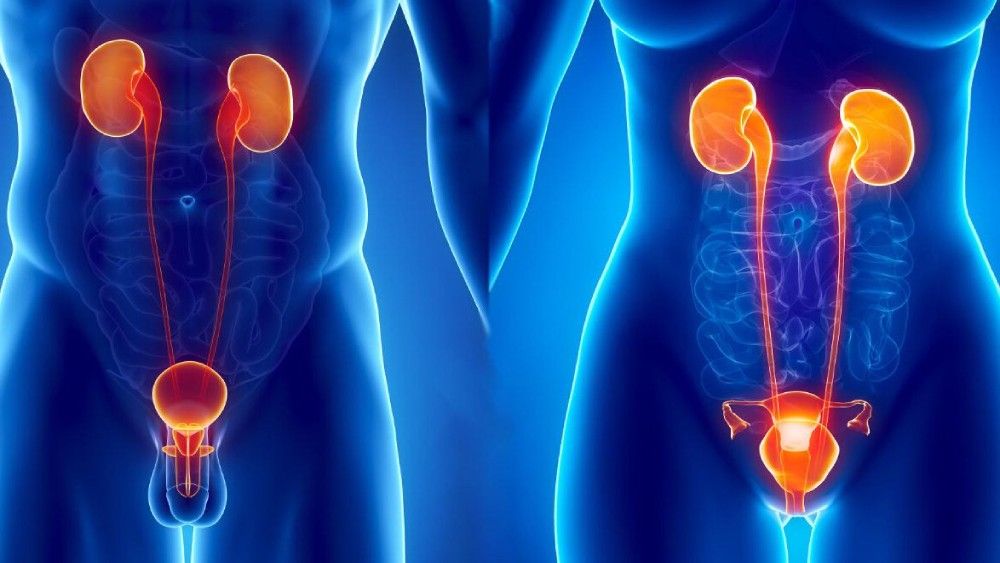 Влияние гидровиброакустического массажера на улучшение функции мочеполовой системы