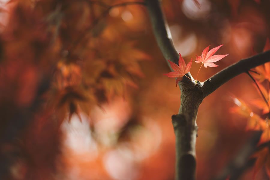 Онлайн-Журнал "Домашний" Ольги Транквиллевской