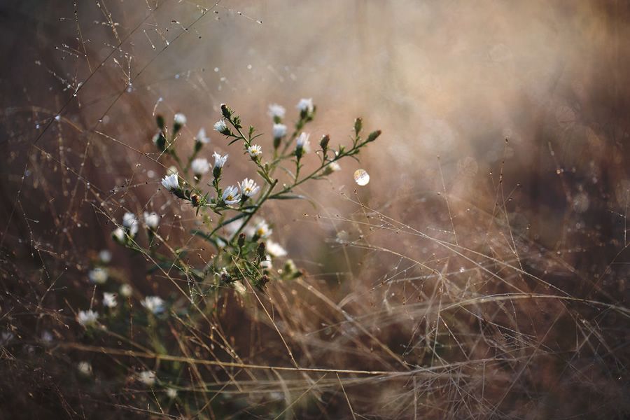 Онлайн-Журнал "Домашний" Ольги Транквиллевской
