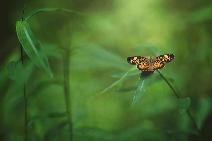 Онлайн-Журнал "Домашний" Ольги Транквиллевской