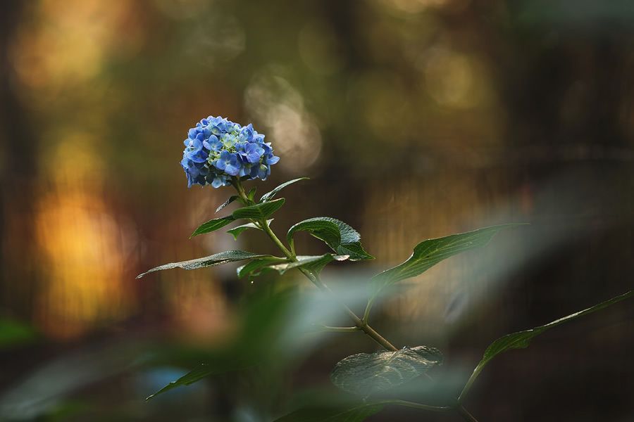 Онлайн-Журнал "Домашний" Ольги Транквиллевской