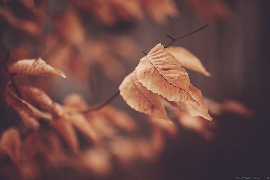 Онлайн-Журнал "Домашний" Ольги Транквиллевской