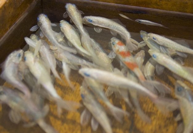 Онлайн-Журнал "Домашний" Ольги Транквиллевской