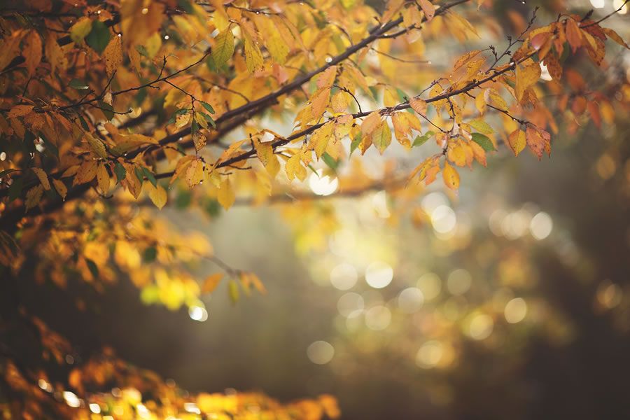 Онлайн-Журнал "Домашний" Ольги Транквиллевской