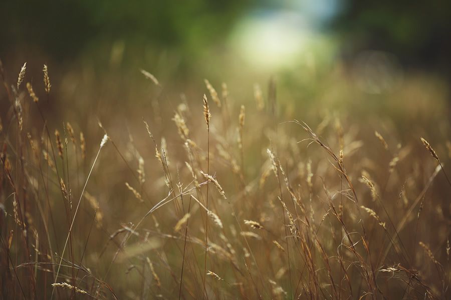 Онлайн-Журнал "Домашний" Ольги Транквиллевской