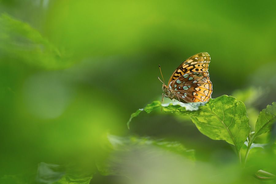 Онлайн-Журнал "Домашний" Ольги Транквиллевской