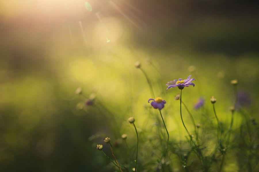 Онлайн-Журнал "Домашний" Ольги Транквиллевской