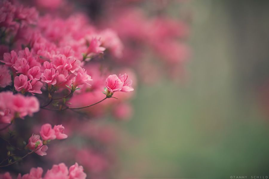 Онлайн-Журнал "Домашний" Ольги Транквиллевской