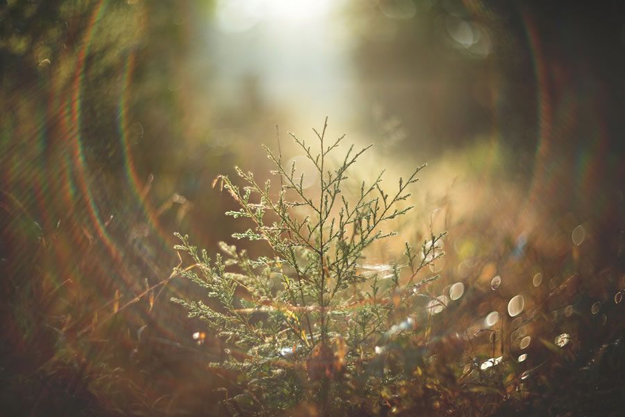 Онлайн-Журнал "Домашний" Ольги Транквиллевской