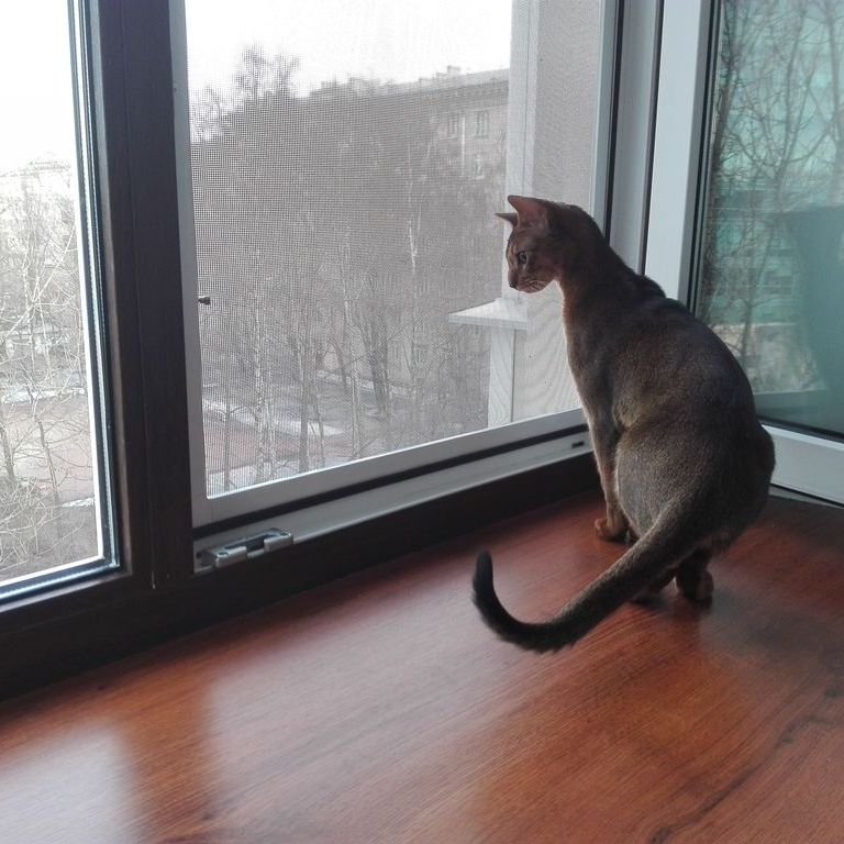 Антикошка на окне
