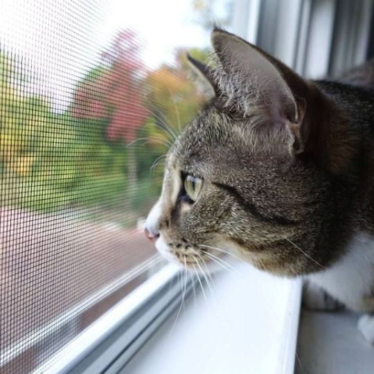 Лучшие сетки Антикошка москитные на окна